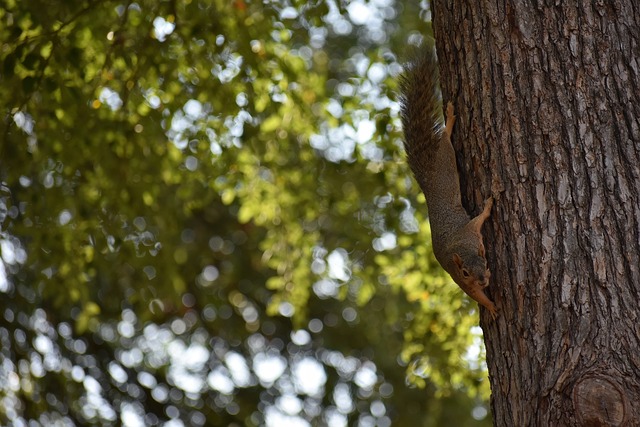 开拓者展示 开拓者展示